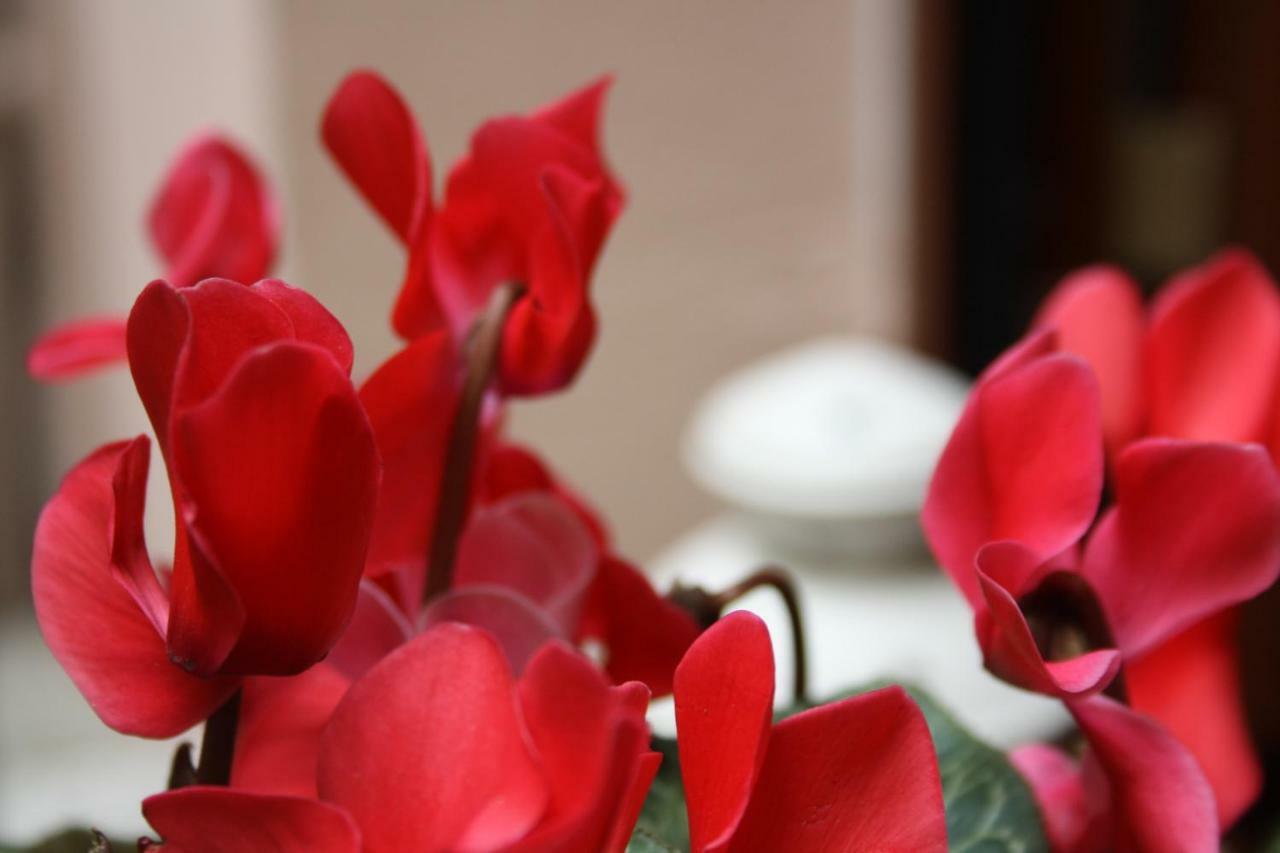 Bellagio yakınında 35 m2 stüdyo , 1 banyolu Daire Dış mekan fotoğraf